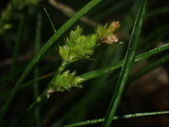 Carex inversa
