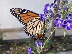 Danaus plexippus plexippus