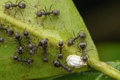 Dolichoderus thoracicus