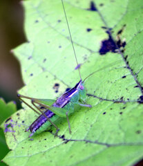 Conocephalus saltans