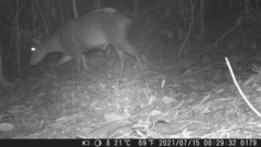 Cephalophus silvicultor