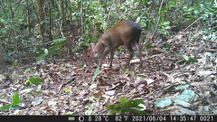 Cephalophorus callipygus