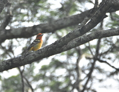 Piranga bidentata