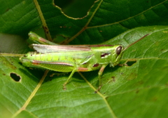 Hesperotettix viridis