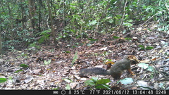 Funisciurus pyrropus