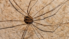 Cosmobunus granarius