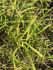 Euthamia leptocephala