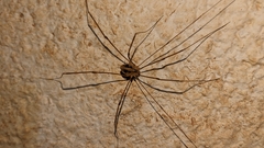 Cosmobunus granarius