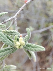 Varronia curassavica