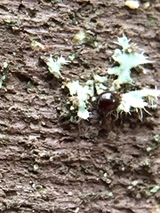 Acariformes