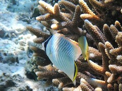 Chaetodon trifascialis