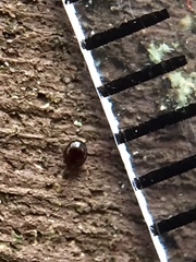 Acariformes