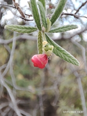 Varronia curassavica