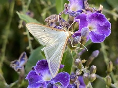 Palpita quadristigmalis