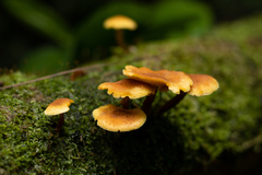 Fungi