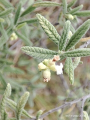 Varronia curassavica