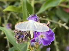 Palpita quadristigmalis