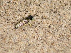 Microbembex monodonta