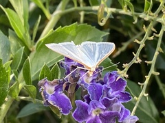 Palpita quadristigmalis