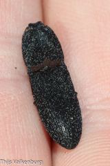 Lacon punctatus