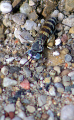 Microbembex monodonta