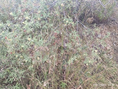 Varronia curassavica