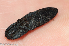 Lacon punctatus