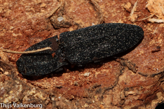 Lacon punctatus