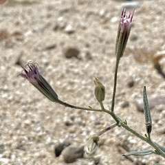 Palafoxia arida arida