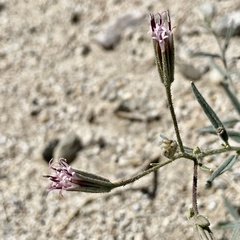 Palafoxia arida arida