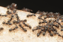 Dolichoderus thoracicus