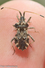 Centrocoris