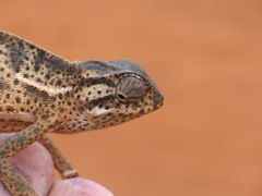 Chamaeleo laevigatus