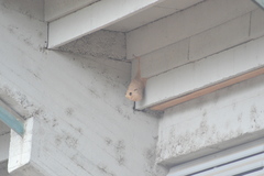 Pygochelidon cyanoleuca