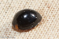 Parexochomus nigromaculatus