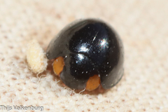 Parexochomus nigromaculatus