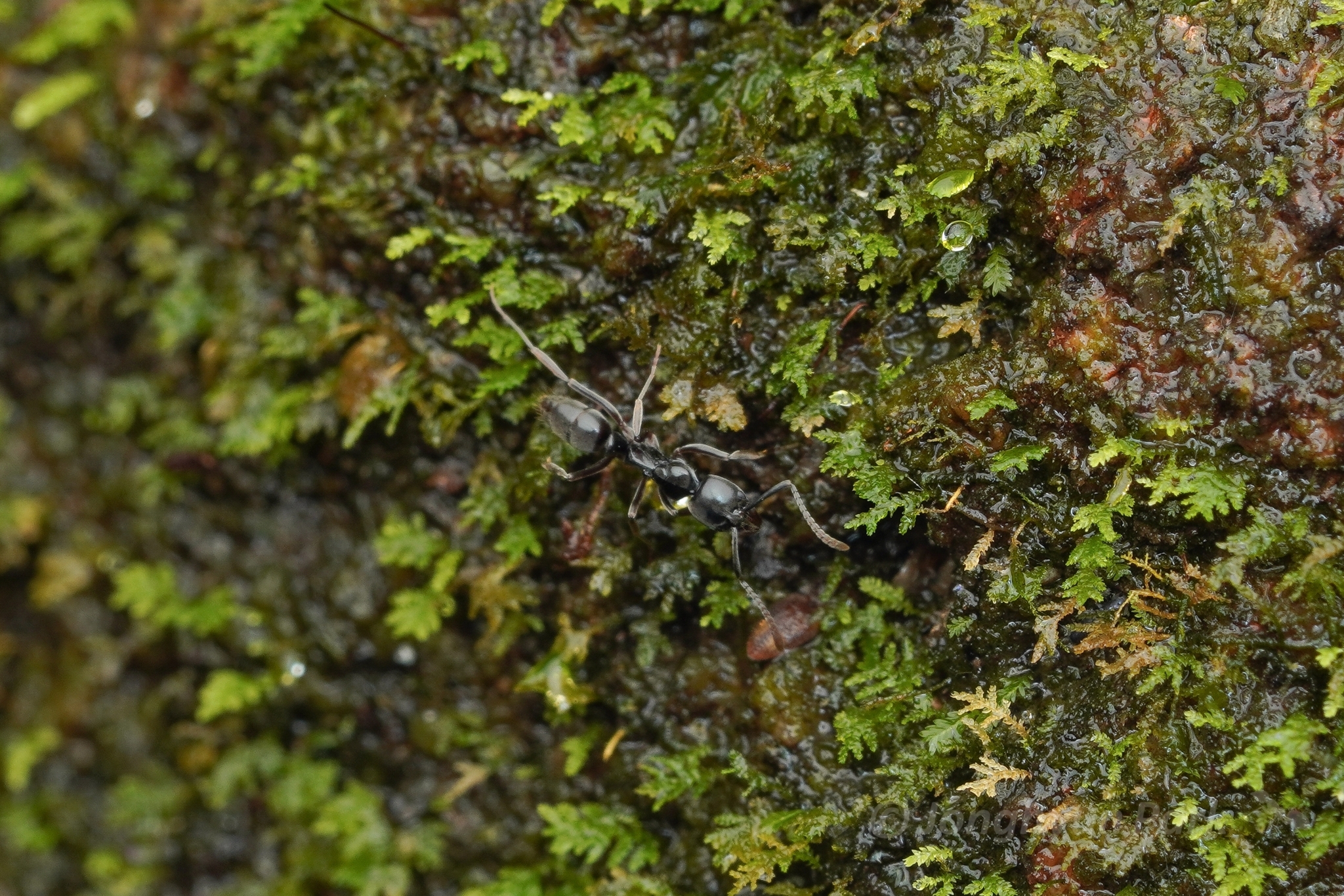 Brachyponera nigrita
