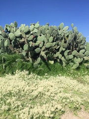 Opuntia streptacantha