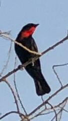 Compsothraupis loricata