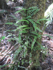 Blechnum filiforme