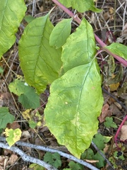 Pokeweed mosaic virus