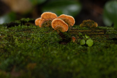Fungi
