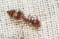 Crematogaster auberti