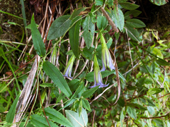 Tripterospermum lanceolatum