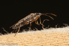 Nysius