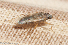 Nysius