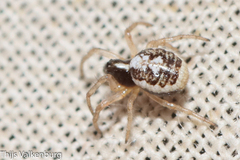 Hypsosinga albovittata