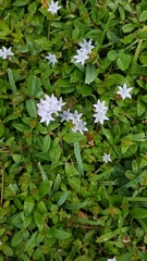 Richardia grandiflora image