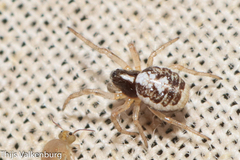 Hypsosinga albovittata