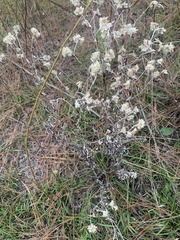 Pseudognaphalium obtusifolium